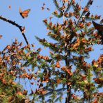 Santuario de la Mariposa Monarca, Michoacán